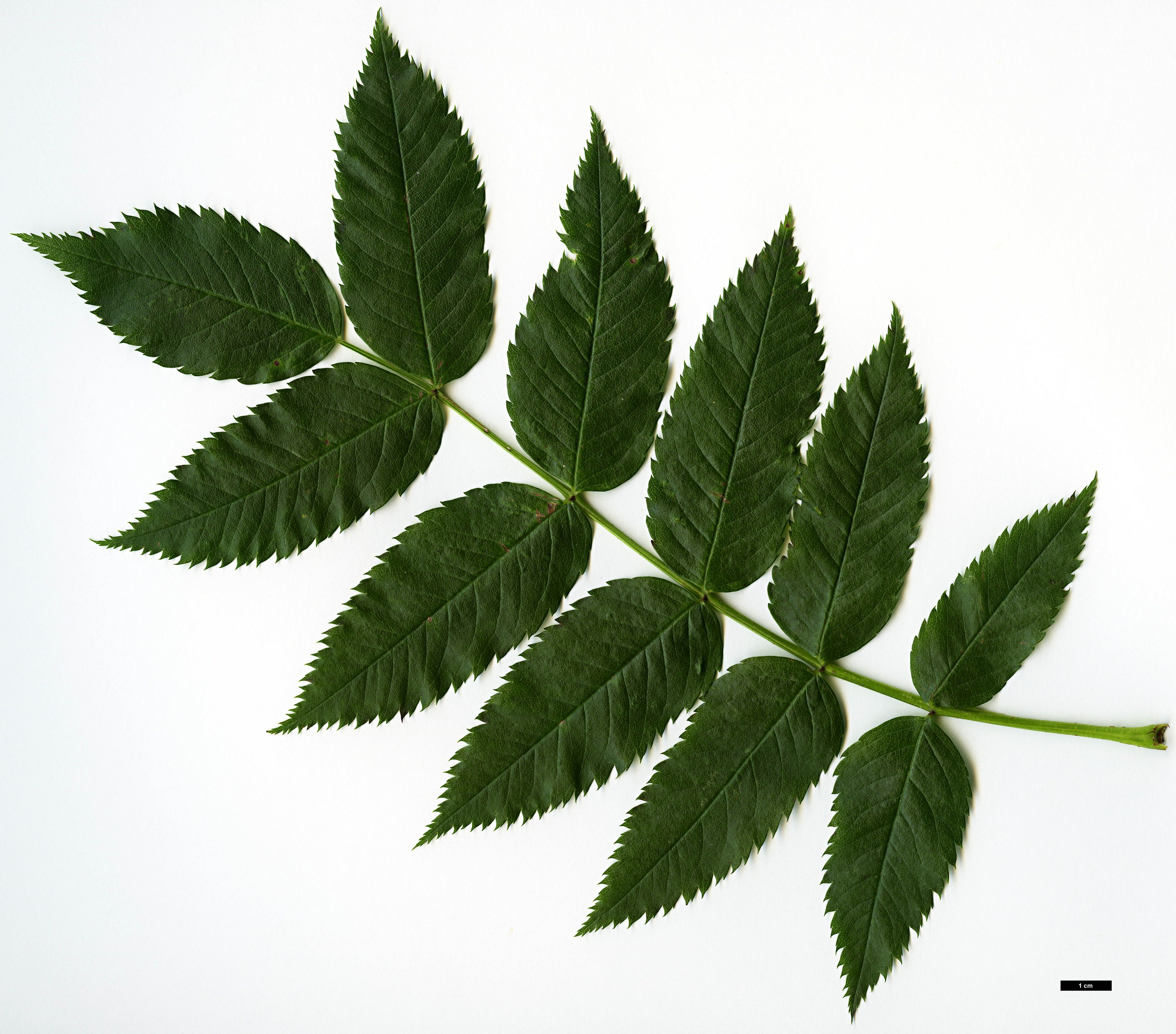 High resolution image: Family: Rosaceae - Genus: Sorbus - Taxon: commixta